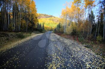 Autumn colors along Northern British Columbia road