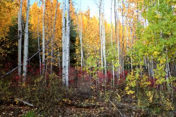 Autumn colors along Northern British Columbia road