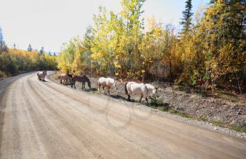 Range horses along Northern British Columbia road