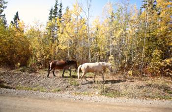 Range horses along Northern British Columbia road