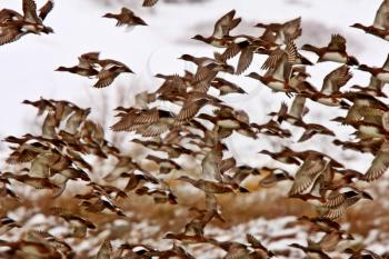 Large flock of Mallard Ducks during fall migration