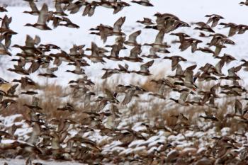 Large flock of Mallard Ducks during fall migration