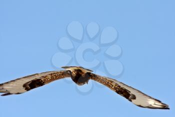 Rough legged Hawk in flight