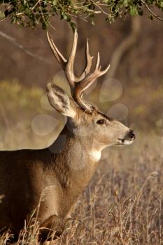 Mule Deer buck in Saskatchewan fall