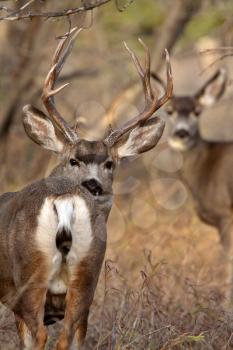 Mule Deer buck and doe in Saskatchewan fall