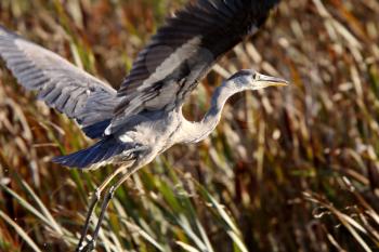 Great Blue Heron taking flight from Saskatchewan marsh
