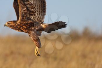 Red tailed Hawk taking flight in Saskatchewan