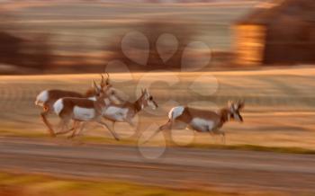 Pronghorn Antelope running through Saskatchewan field