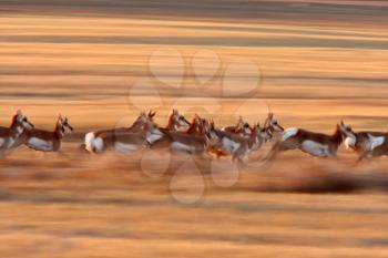 Pronghorn Antelope running through Saskatchewan field