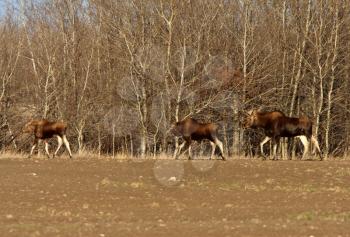 Moose on Saskatchewan field near trees