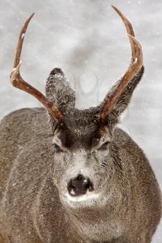 Mule Deer buck in winter