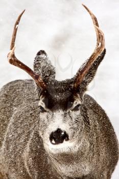 Mule Deer buck in winter
