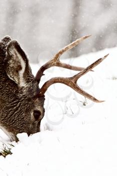 Mule Deer buck grazing in winter