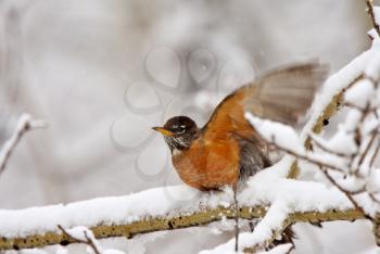 Robin on snow covered branch