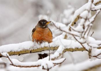 Robin on snow covered branch