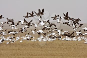 Snow and Canada geese during fall migration