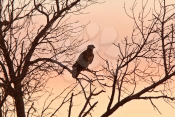 Juvenile Bald Eagle in Saskatchewan tree