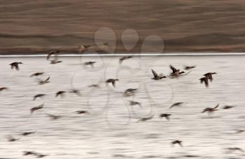 Mallard drakes in flight over Buffalo Pound Lake