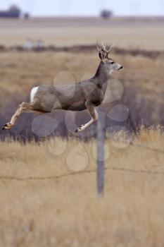 Mule Deer buck bounding over fence