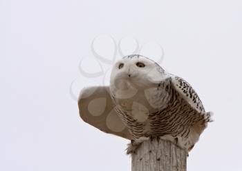 Female Snowy Owl preparing to  take flight from  power pole