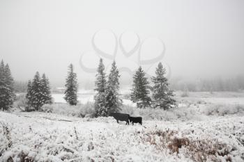 Cattle in winter pasture