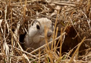 Gopher peaking out of burrow in spring