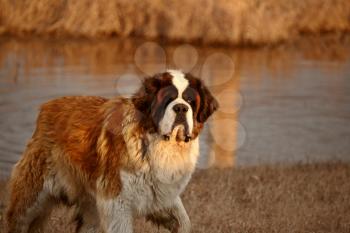Big Saint Bernard dog near Saskatchewan pond