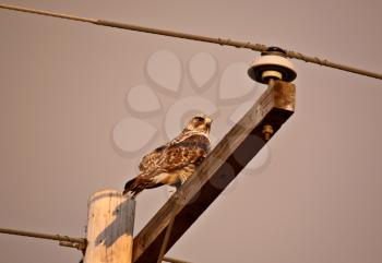 Rough legged Hawk perched on power pole