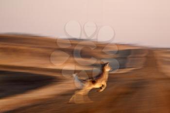 Blurred image of White tailed Deer leaping across country road