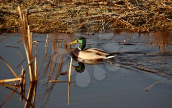 Mallard Duck swimming in pond
