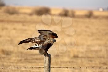 Rough legged Hawk taking flight from fence post
