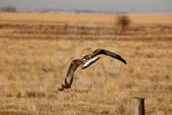 Rough legged Hawk taking flight from fence post