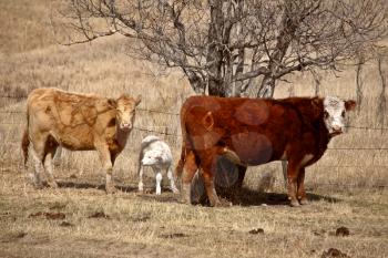 Cows and calf in spring pasture