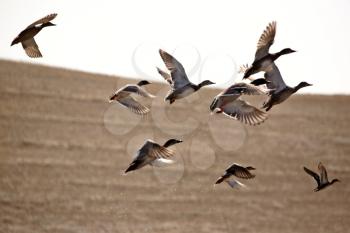 Ducks taking flight from pond