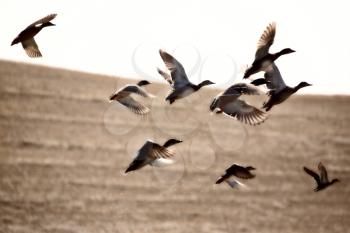 Mallard ducks taking flight