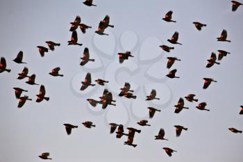 Red winged Blackbirds in fllight