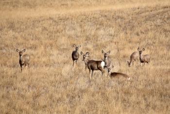 Mule Deer resting in Saskatchewan field