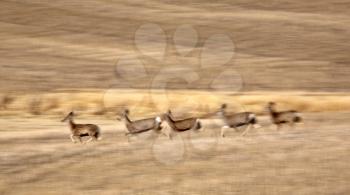 Mule Deer bounding across Prairie