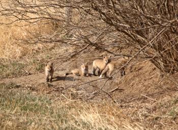 Four Red Fox pups outside their den