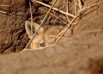 Red Fox pup peaking out of den