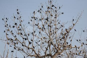Variety of blackbirds in tree