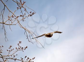 Swaon's Hawk flying low at the photographer