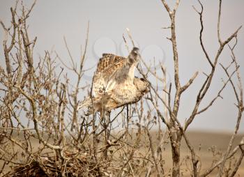 Horned Owl taking flight from nest