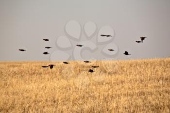 Red-winged Blackbirds in flight over stubble field