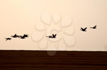 Tundra Swans in flight near sundown