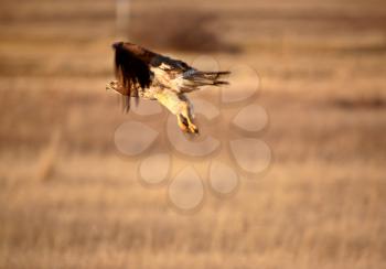 Swainson's Hawk taking flight
