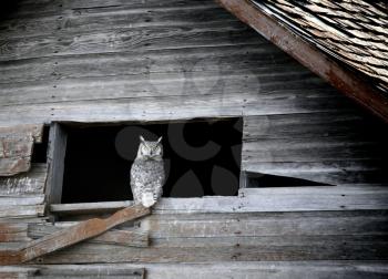 Great Horned Owl in old barn window