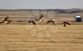 Blurred image of Canada Geese in flight