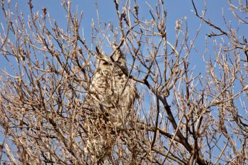 Great Horned Owl perched in tree
