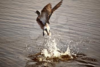Duck taking flight from roadside pond
